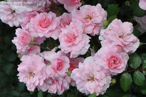 Основні правила вирощування французького сорту троянд Боніка 82