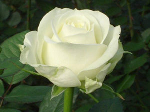 Троянда Аваланж: вирощування і догляд, як виглядає і чим відрізняється від інших