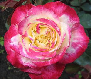 Опис, посадка з насіння і поради по догляду за трояндою Дабл Делайт