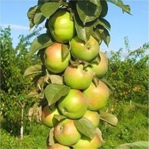Яблуня колоновидна хороший сорт малюха, опис принципи вирощування та догляду за деревом в підмосков'ї