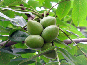 Маньчжурський горіх: опис, посадка, поради вирощування та догляду за деревом