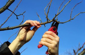 Обрізка вишні навесні: як правильно обрізати дерево самостійно