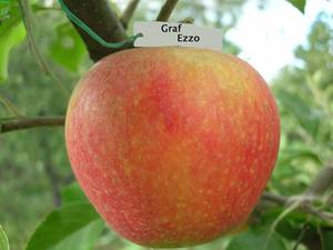 Колоновидна яблуня сорту президент: опис, особливості посадки та догляду