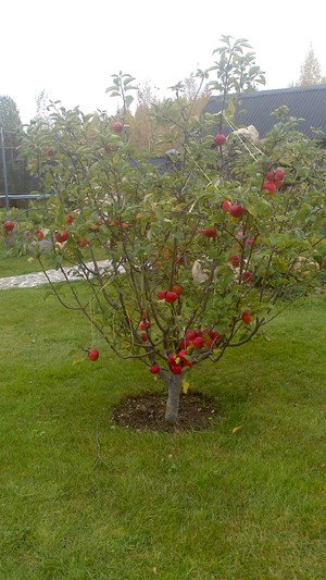 Які квіти або рослини можна посадити в тіні під яблунею в саду