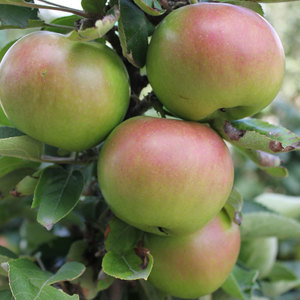 Осенние карликовые яблони и их сорта