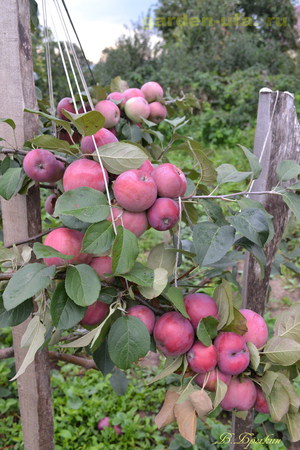 Зимние сорта яблонь и их описание