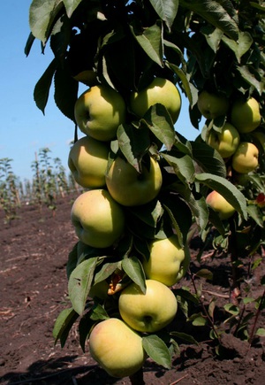 Карликові яблуні: переваги, недоліки і опис сортів, правила посадки і догляду за деревами
