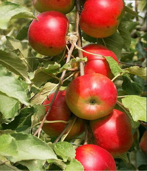Послепосадочная обрезка яблони