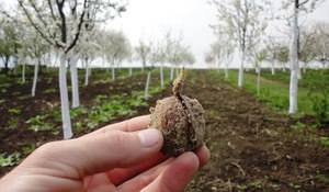 Особливості вирощування волоського горіха: підготовка і посадка насіння, догляд за саджанцем