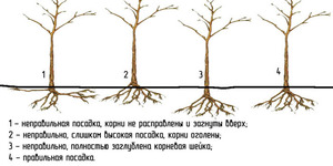 Как высадить саженец яблони