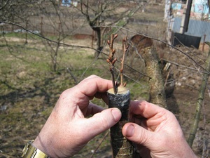 Як прищепити грушу навесні покроково: особливості та способи щеплення, Поради для початківців садівників