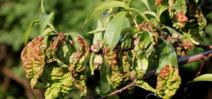 Основні хвороби і шкідники, такі як попелиця, що вражають дерево персика і боротьба з ними