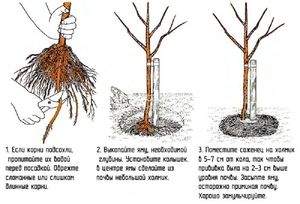 Какие сорта яблонь лучше приживаются