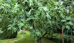 Все про фіговому дереві: опис інжиру, корисний склад плоду і правила вирощування смоковниці