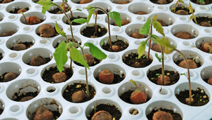 Посадка, догляд і вирощування дерева фундука для початківців садівників