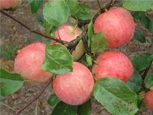 Яблуня Пепін шафранний: опис сорту, догляд за яблунею, профілактика хвороб