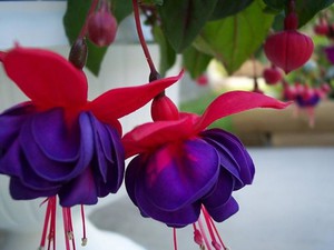 Фуксія-вирощування квітки в домашніх умовах і правильний догляд за ним