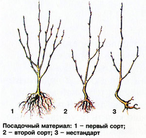 Правильна посадка саджанців вишні навесні має свої особливості, що дозволяє виростити велике дерево