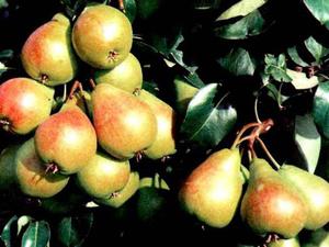 Сорт груші Лада: опис груші, посадка і догляд за рослиною