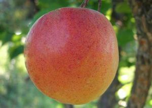 Сорт царський абрикос :опис, корисні властивості і догляд