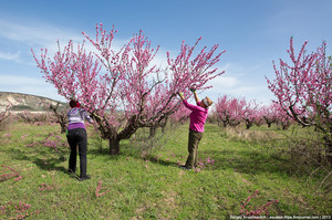 Правильний алгоритм по обрізці персика навесні, влітку і восени