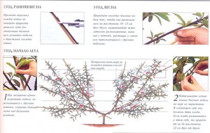 Современное садоводство об обрезке персика