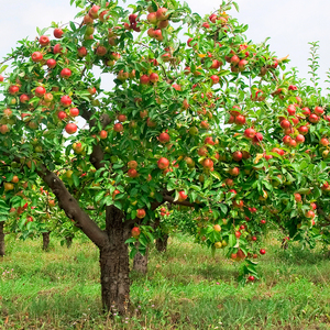 Борошниста роса на яблуні, і як боротися з цим захворюванням