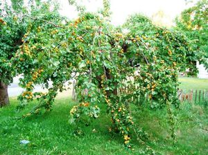 Дерево абрикос: як виростити абрикосову культуру в домашніх умовах