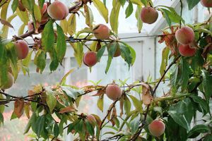 Вирощуємо абрикос з кісточки на дачі, посадка і догляд за молодими деревами