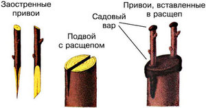 Прививка: полезные советы