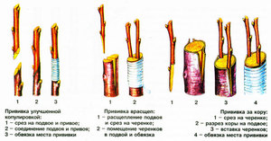 Лучшие способы прививания 