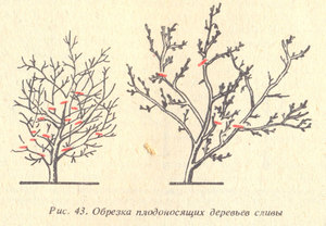 Обрезка кроны дерева