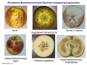 Хвороби яблунь (цитоспороз): симптоми, лікування, боротьба і профілактика захворювань