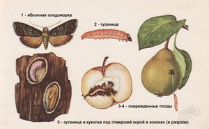 Як знищити плодожерку на яблуні: опис шкідника, методи і заходи боротьби