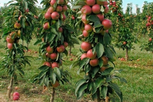 Які сорти колоновидних яблунь підходять для вирощування на території Сибіру