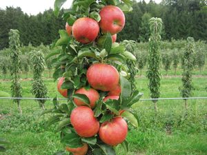 Посадка і догляд за колоновидною яблунею: Як правильно посадити дерево навесні і опис сортів