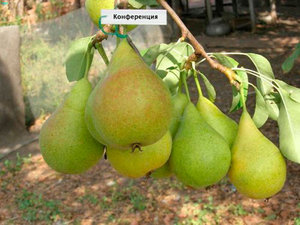 Сорт груші конференція: його особливості, догляд за фруктовими деревами