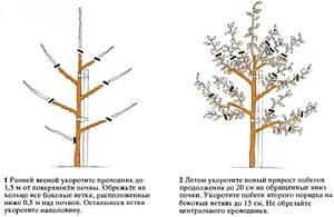 Как правильно подкормить и поливать яблоню