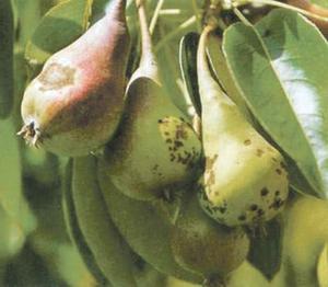 Які існують заходи для боротьби з паршею груші та яблуні