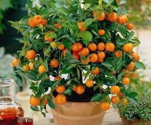 Вирощування в домашніх умовах апельсинового дерева з кісточки і подальший догляд за ним