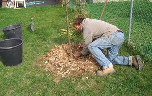 Як правильно садити грушу в грунт навесні: де посадити, покрокове керівництво по посадці груші