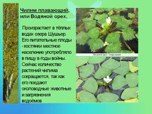 Водяний горіх, чилим або водний рогульник застосовується як в медицині, так і в приготуванні їжі