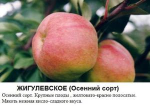 Карликові сорти яблунь для Сибіру: опис і правила догляду