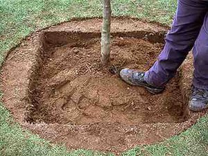 Як і коли правильно садити деревце черешні, щоб воно радувало всю сім'ю; інструкція, поради садівників