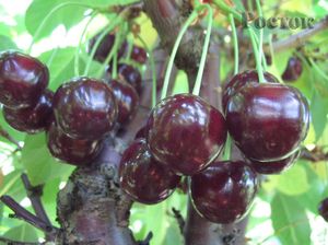 Вишня Жуковська — опис сорту, особливості плодового дерева, посадка і догляд