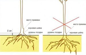 Как посадить яблони