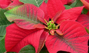 Різдвяна зірка: догляд за квіткою пуансетією в домашніх умовах, особливості підгодівлі і розмноження