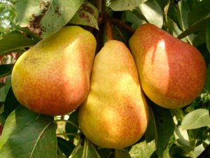 Кращі сорти груш: літні, осінні і зимові з докладним описом і особливостями