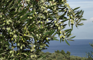 Європейське оливкове дерево потрібно правильно вирощувати, щоб отримати хороший урожай оливок