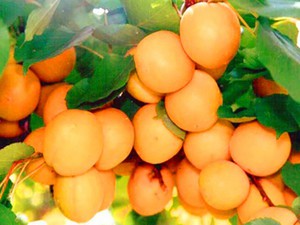 Кращі сорти абрикос для вирощування в Підмосков'ї: рекомендації по догляду